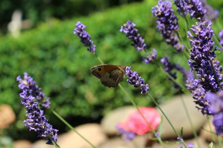 Wing nature butterflies