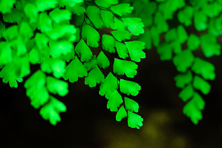 Green Leaves