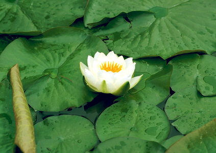 This beautiful waterlily or lotus flower photo