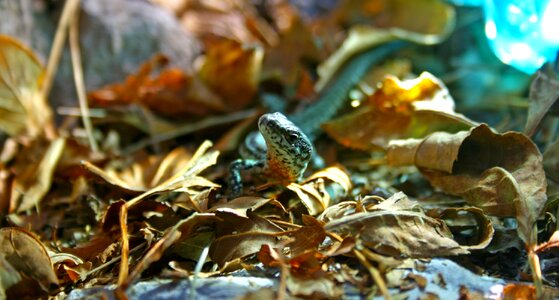 Reptile wild wildlife