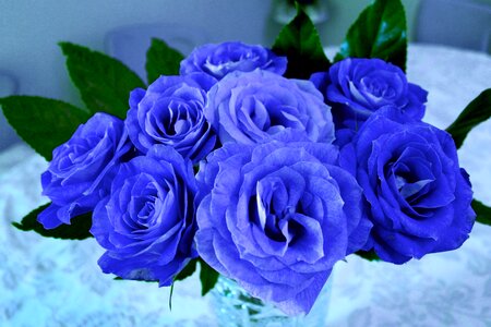 Bouquet blue romance photo