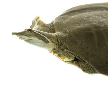 Smooth softshell turtle-2 photo