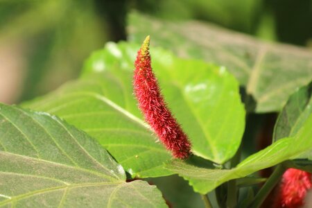 Bloom blossom bud photo