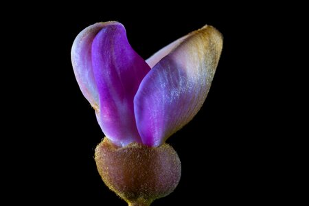 Bloom small flower purple