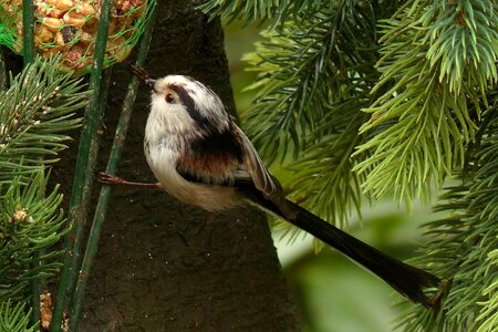 Long tailed tit foraging garden