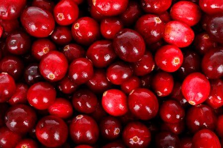 Backdrop background berry