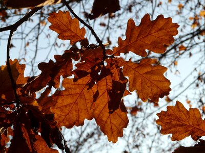 Sessile oak quercus petraea winter oak