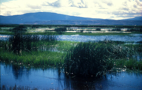 View of wetland landscape photo