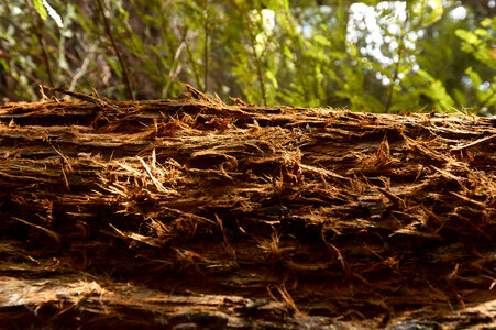 Redwood Forest Tree photo