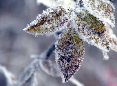 Branch daylight frost photo