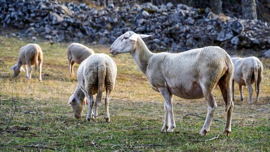 Agriculture animal fauna