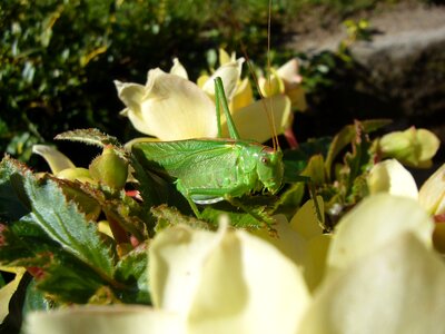Viridissima flowers grasshopper photo