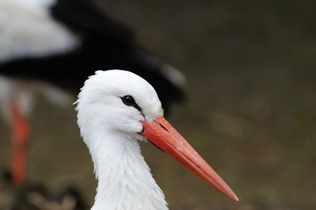 Large beak white stork germany