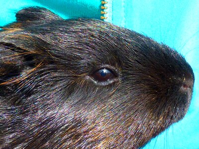Animal creature cute