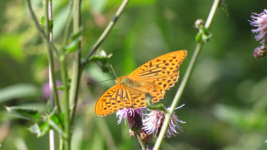 Insect orange probe photo