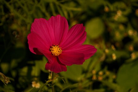 Wild flower flower pointed flower photo