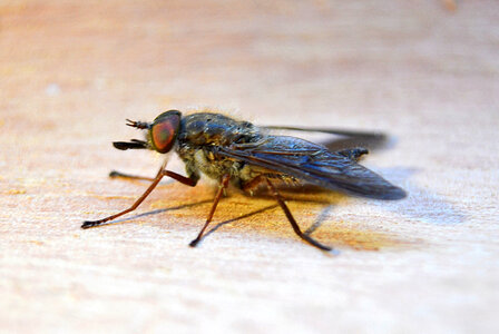 Close up of a fly photo