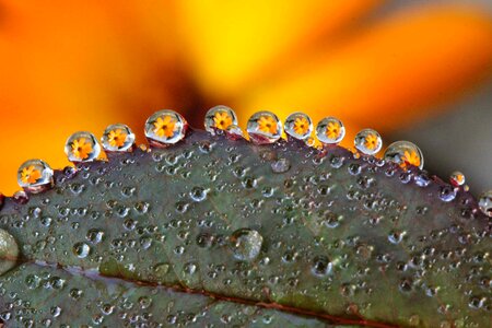 Detail dew droplet photo