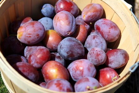 Organic healthy fresh