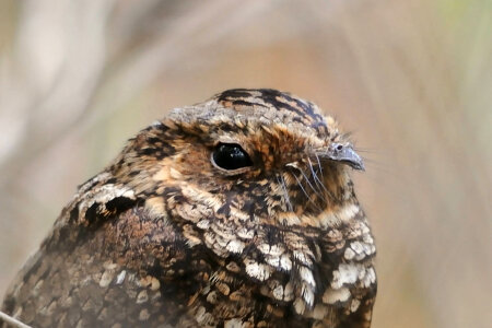 Puerto Rican nightjar-3 photo