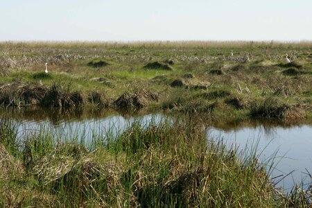 Area grass plants marsh