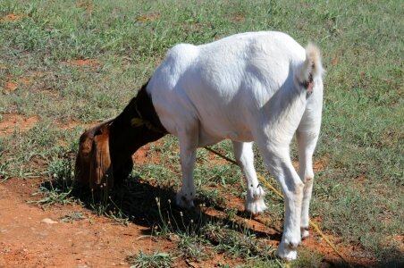 Goat domestic white photo