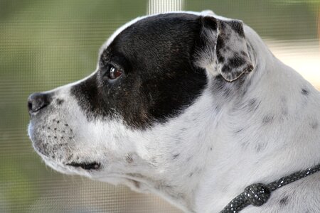 Terrier bullterrier english photo