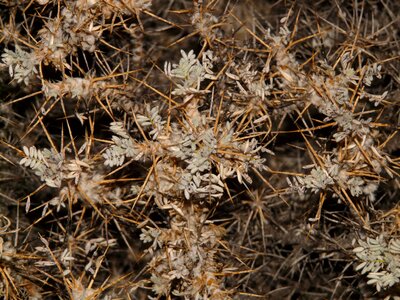 Scrub spiny dry