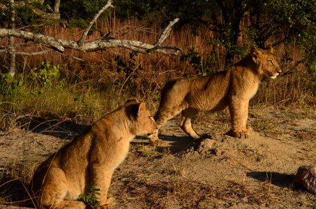 Cubs africa zimbabwe photo