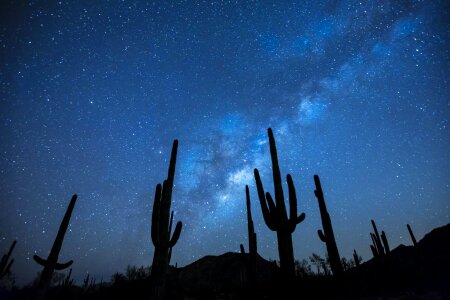 Cactus dark landscape photo