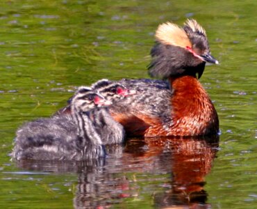 Ducks Podiceps nigricollis photo