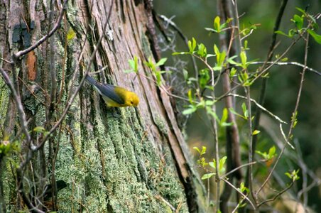 Bird song bird tree