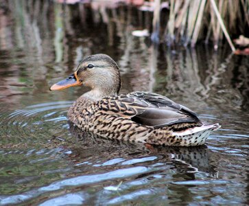 Animal animal world water bird photo