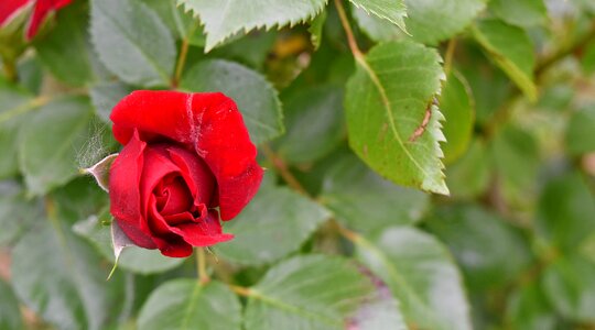 Botanical red roses