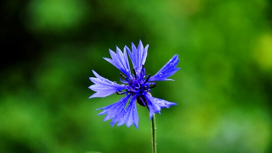 Cornflower light nature