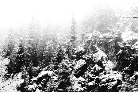 Cold environment forest photo