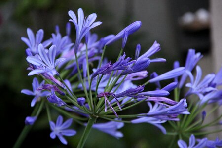 Blossom bloom blue photo