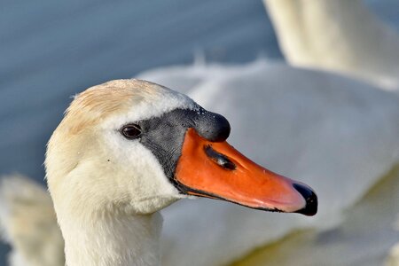 Beautiful head swan photo