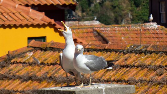 Scream shouts roofs photo