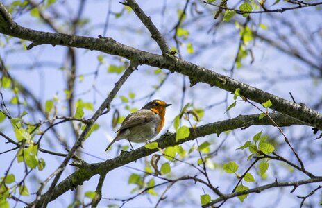 Wildlife animal red photo