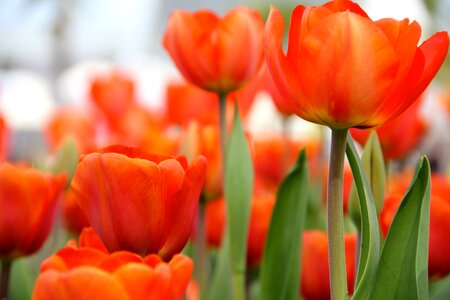 Flowers tulips spring photo