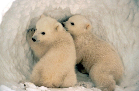 Polar bear cubs photo