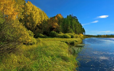 Nature foliage fall