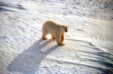 Bear snow white