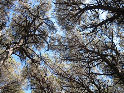 Coniferous forest trees forest photo