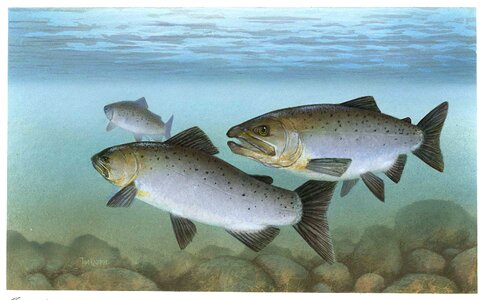 Fish pacific salmon