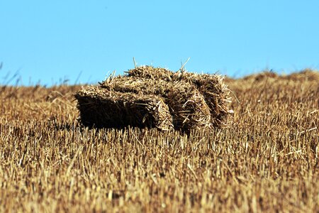 Field grain harvest