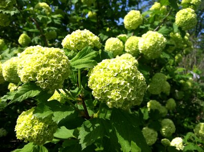 Floral blossom petal