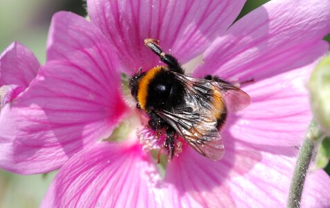 Insect macro mallow photo