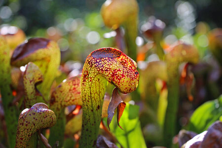 Darlingtonia californica